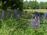 Lupine, blauwe